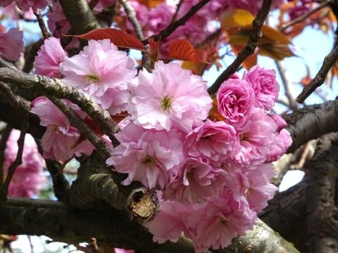 Cherry Blossoms On The Cherry Blossom Tree Stock Photos