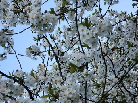 Cherry blossoms. Cherry blossoms in spring. Spring garden Stock Photos