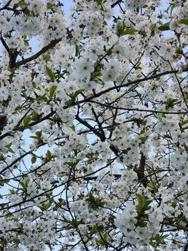 Cherry blossoms. Cherry blossoms in spring. Spring garden Foto stock