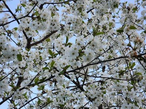 Cherry blossoms. Cherry blossoms in spring. Spring garden Stock Photos