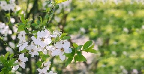 Cherry blossoms. Cherry flowers in small clusters blooming on a  branch. Fu.. Stock Photos