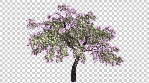 Cherry Blossoms Chromakey Swaying Tree Violet Flowers Branches Green Swaying Stock Footage 53758086