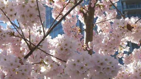 Cherry blossoms in City Video stock 88015785