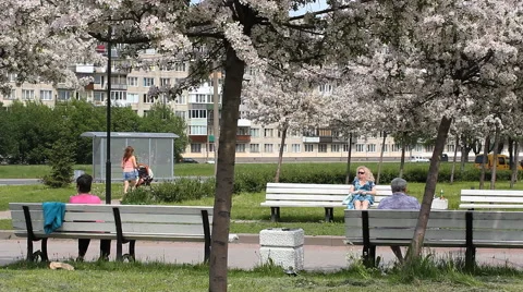 Cherry blossoms in the city park. Stock Footage 64843785