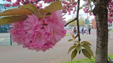 Cherry blossoms with city traffic in the background 库存影片 341963629