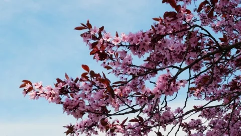 Cherry blossoms on a clear spring day Prunus cerasifera Nigra branches. Stock Footage 306939843