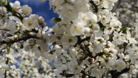Cherry blossoms close-up against the sky. Pan, real time, shallow depth of field Stock Footage 100342793