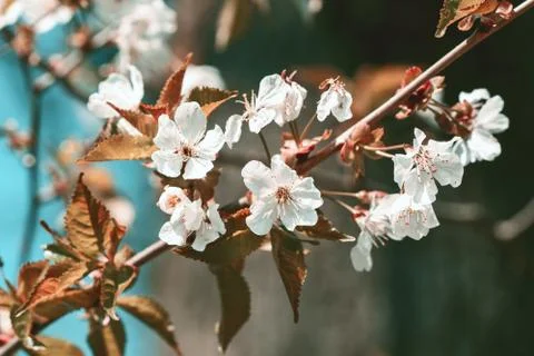 Cherry blossoms close-up in bloom Stock Photos