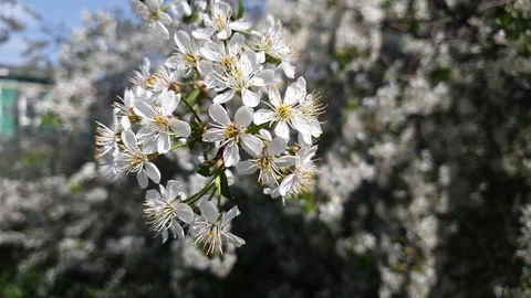 Cherry blossoms close-up, a blooming tree on a bright Sunny day, the awakening Stock Footage 129967901