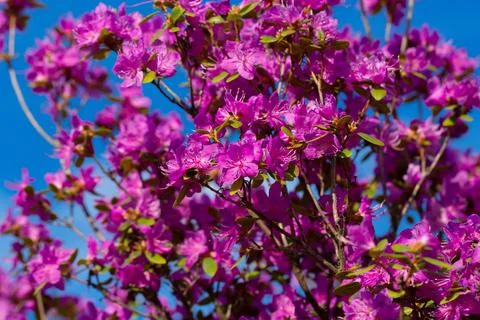 Cherry blossoms close up on blue sky Stock Photos