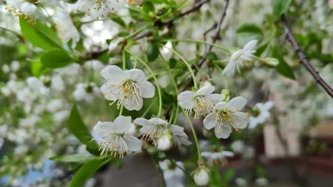 Cherry blossoms close-up. A branch of a cherry blossom sways in the wind Stock Footage 196485825