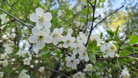 Cherry blossoms close-up. Cherry orchard Video stock 195303665