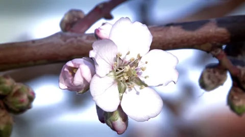 Cherry blossoms close up Stock Footage 35757703