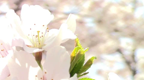 Cherry Blossoms - close up Stock Footage 38787164