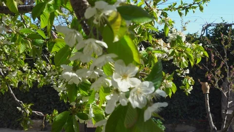 Cherry blossoms close up Stock Footage 120639455
