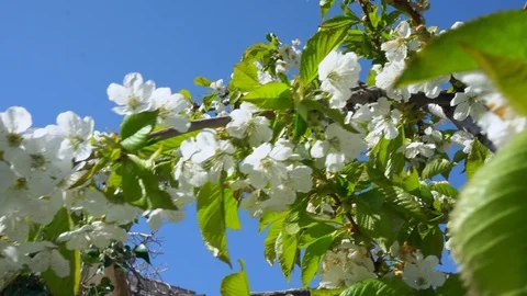 Cherry blossoms close-up Video stock 121339328