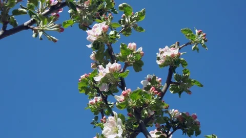 Cherry blossoms close-up Stock Footage 121806210
