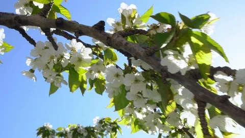 Cherry blossoms close-up Stock Footage 122693935