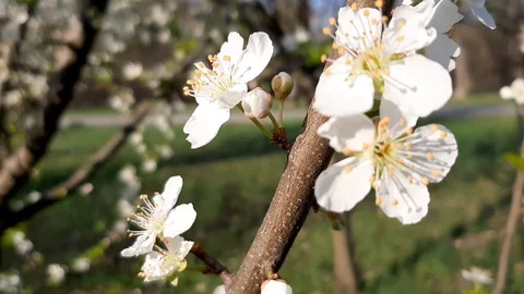 Cherry blossoms close up Stock Footage 129884918