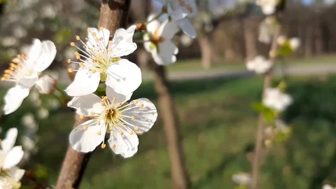 Cherry blossoms close up Stock Footage 129884919