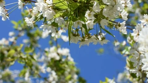 Cherry blossoms in close-up Stock Footage 166103676