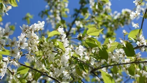 Cherry blossoms in close-up Stock Footage 166103688
