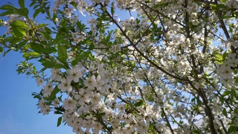 Cherry blossoms in close-up. Stock Footage 166855074