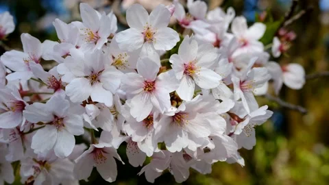 Cherry blossoms up close Stock Footage 177118459