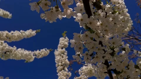 Cherry blossoms in close-up. Video stock 232748403