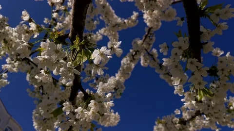 Cherry blossoms in close-up Stock Footage 232748506