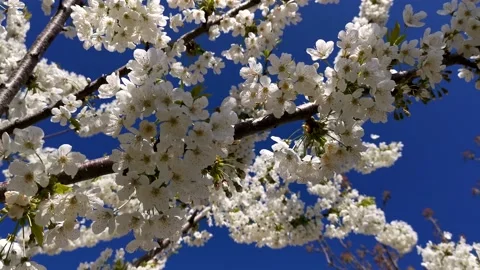 Cherry blossoms in close-up Stock Footage 232748541