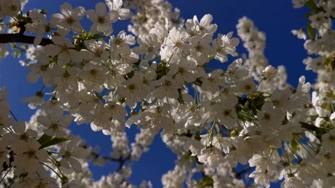 Cherry blossoms in close-up. Stock Footage 232748578