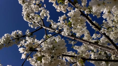 Cherry blossoms in close-up Stock Footage 232748581