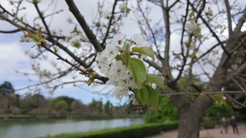 Cherry blossoms - Close-up Stock Footage 271626845