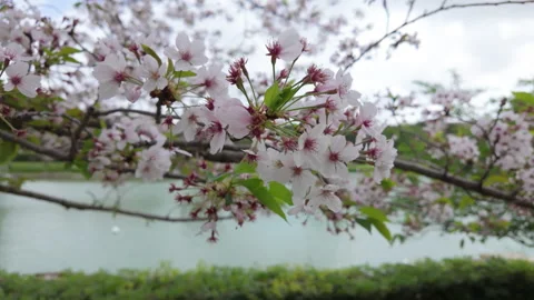 Cherry blossoms - Close-up Stock Footage 271628207