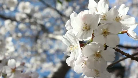 Cherry blossoms close-up in Japan Stock Footage 10875926