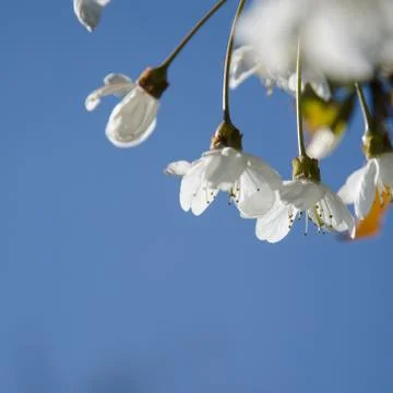 Cherry blossoms close-up Stock Photos