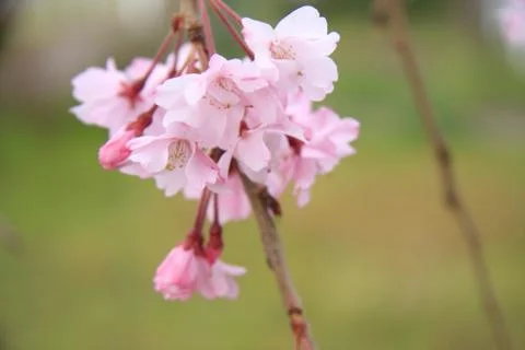 Cherry Blossoms close up Stock Photos