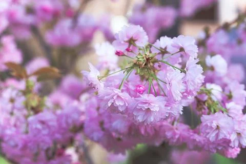 Cherry blossoms close up Stock Photos