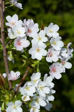 Cherry blossoms close up Stock Photos