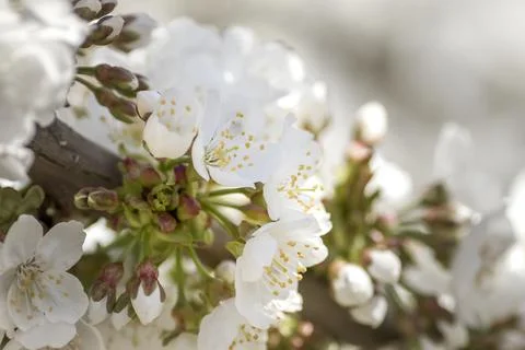 Cherry blossoms close up Stock Photos