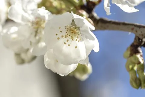 Cherry blossoms close up Stock Photos