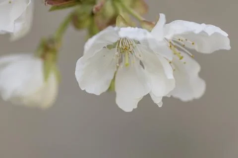 Cherry blossoms close up Stock Photos