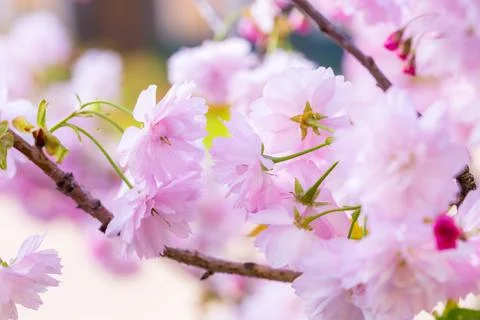 Cherry blossoms close up Foto stock