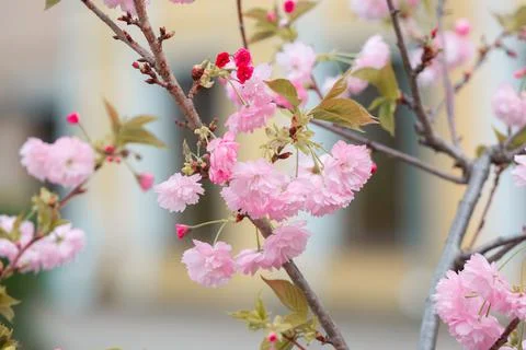 Cherry blossoms close up Foto stock