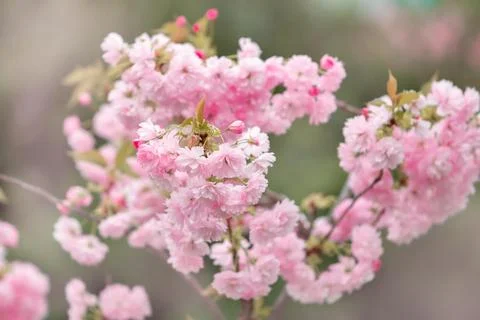 Cherry blossoms close up Stock Photos