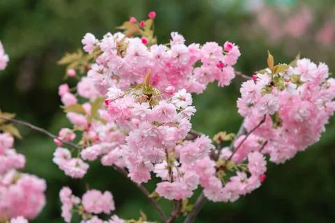 Cherry blossoms close up Foto stock
