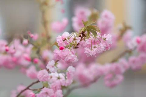 Cherry blossoms close up Stock Photos