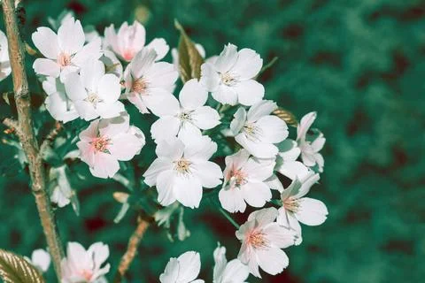 Cherry blossoms close up Stock Photos