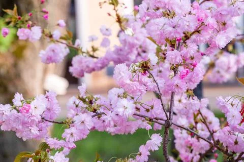 Cherry blossoms close up Stock Photos